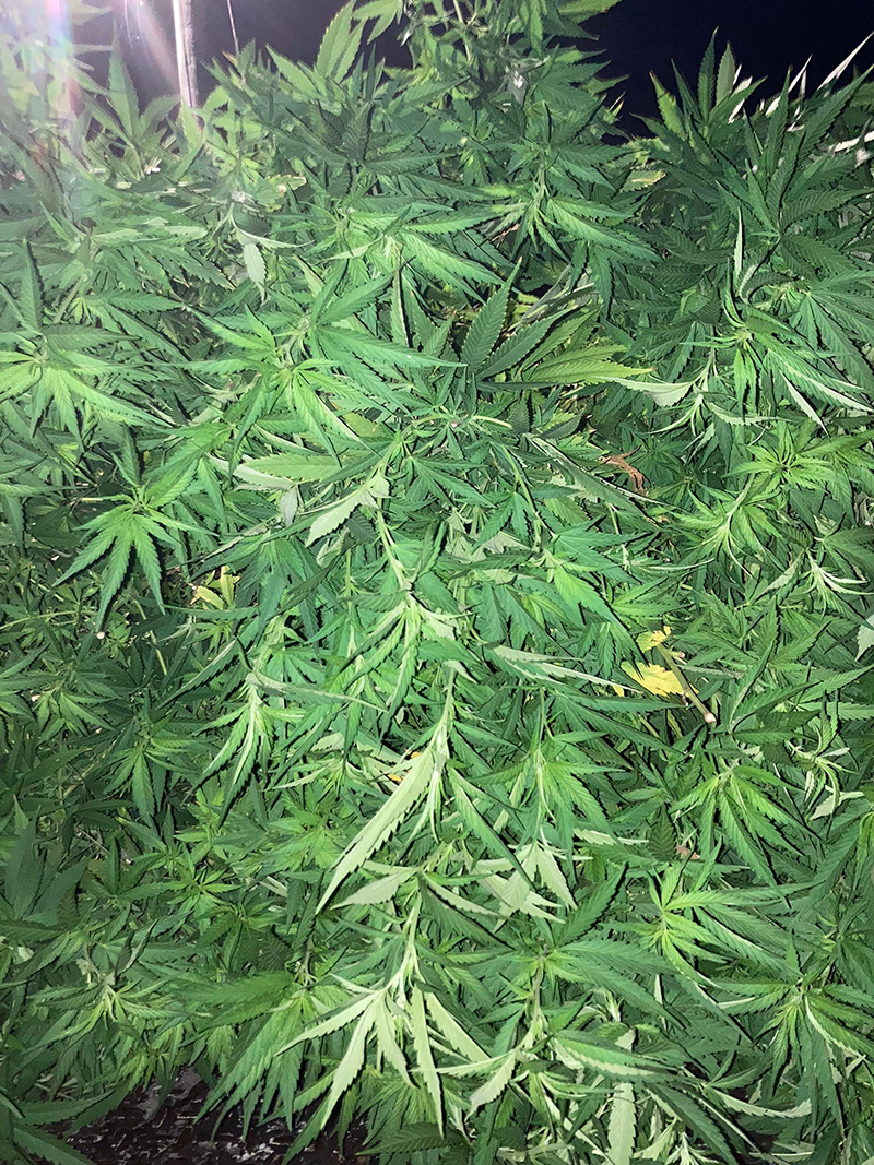 Cannabis Plants Bermuda Aug 25 2022 (1)