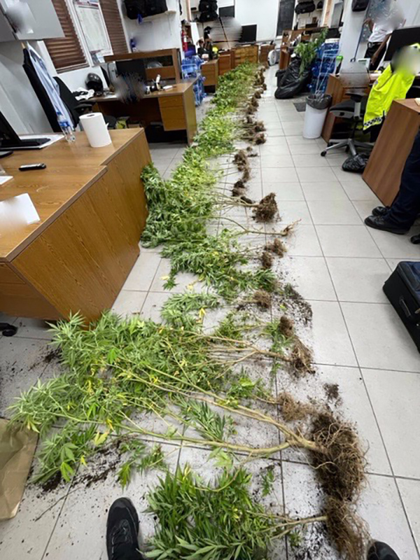 Cannabis Plants Bermuda Aug 25 2022 (2)