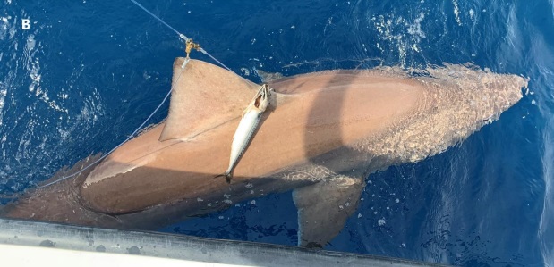Ragged-Tooth Shark Bermuda September 2022
