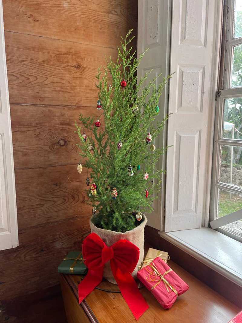 BNT Cedar Christmas Tree Bermuda November 4, 2022_1