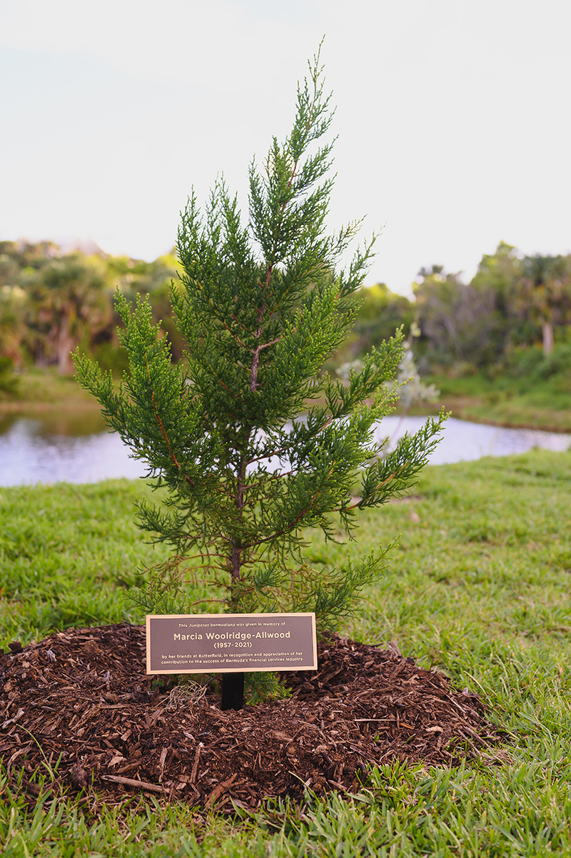 BNT Cedar Christmas Tree Bermuda November 4, 2022_2