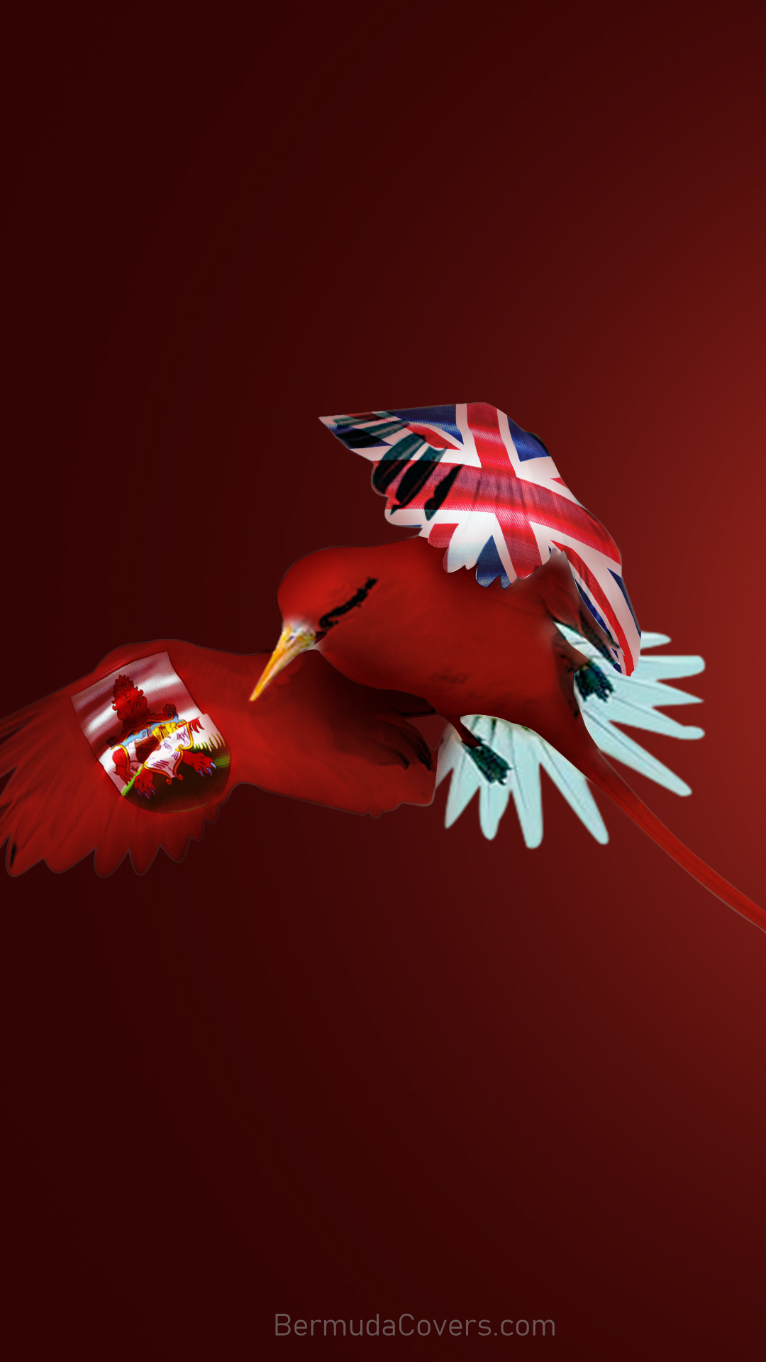 Red-Bermuda-Flag-Wing-Longtail-phone-wallpaper-Bernews-23423 (1)