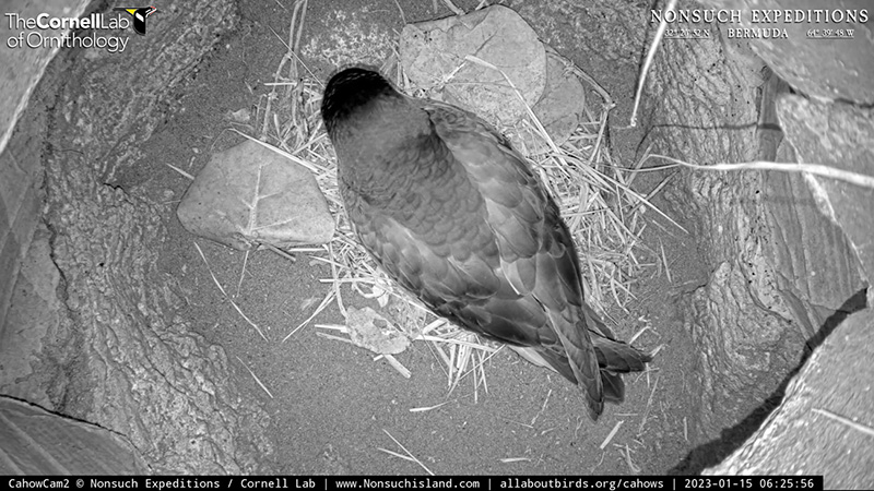 CahowCams Cahows Laying Eggs January 2023_4