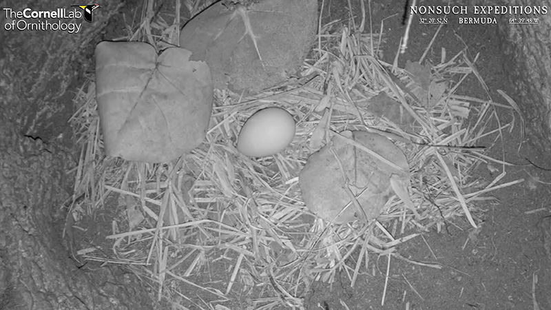 CahowCams Cahows Laying Eggs January 2023_5