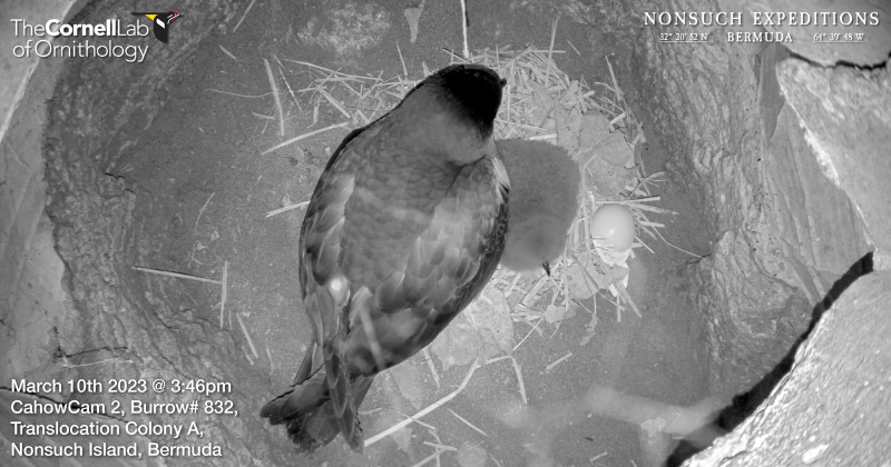 Petrel welcomes chicks March 10, 2023_1