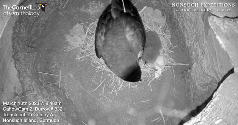 Petrel Welcomes Chick March 10, 2023_2