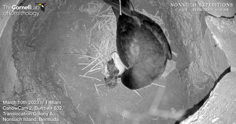 Petrel welcomes chicks March 10, 2023_3