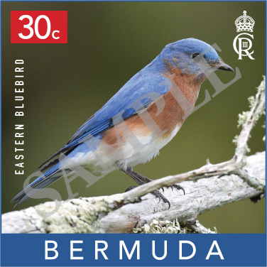 Backyard Birds Commemorative Stamp Bermuda September 2023 (1)