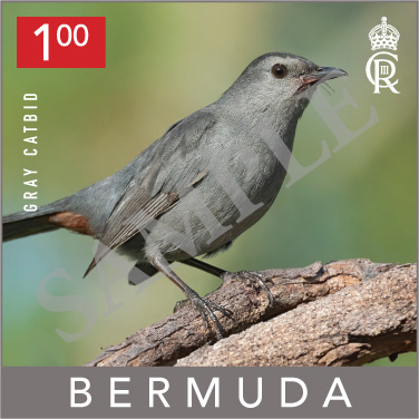 Backyard Birds Commemorative Stamp Bermuda September 2023 (4)