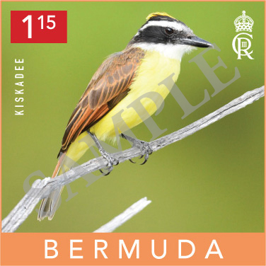 Backyard Birds Commemorative Stamp Bermuda September 2023 (5)