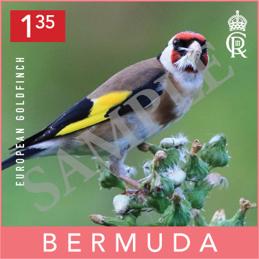 Backyard Birds Commemorative Stamp Bermuda September 2023 (6)