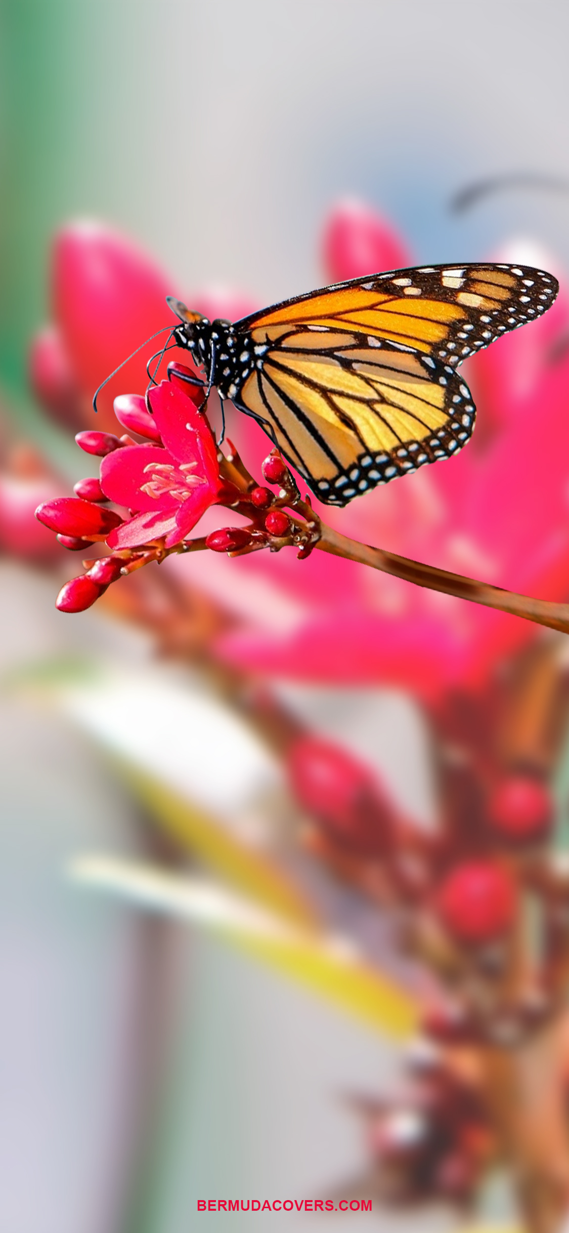 Wallpaper Wednesday Butterfly On Flower Bernews   Bermuda Butterfly On Flower By Bernews Mobile Phone   Lock Screen Design Image Photo YyDNzgkM 