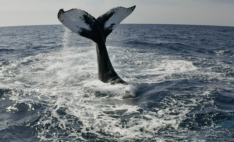 Whales Bermuda Nov 29 2023 (1)