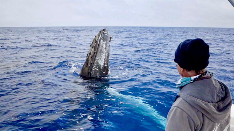 Whales Bermuda Nov 29 2023 (2)