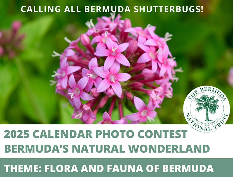 BNT Calendar Photo Contest Bermuda January 2024