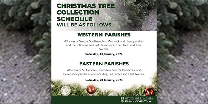 Christmas trees berne ny