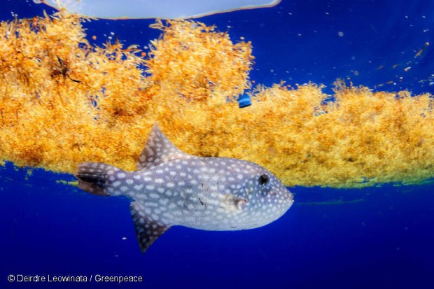 Oceanic Trigger Fish under Sargassum