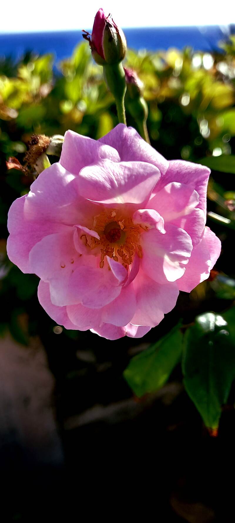 Thomas Garnier Personal Project Exhibition Bermuda Jan 2025