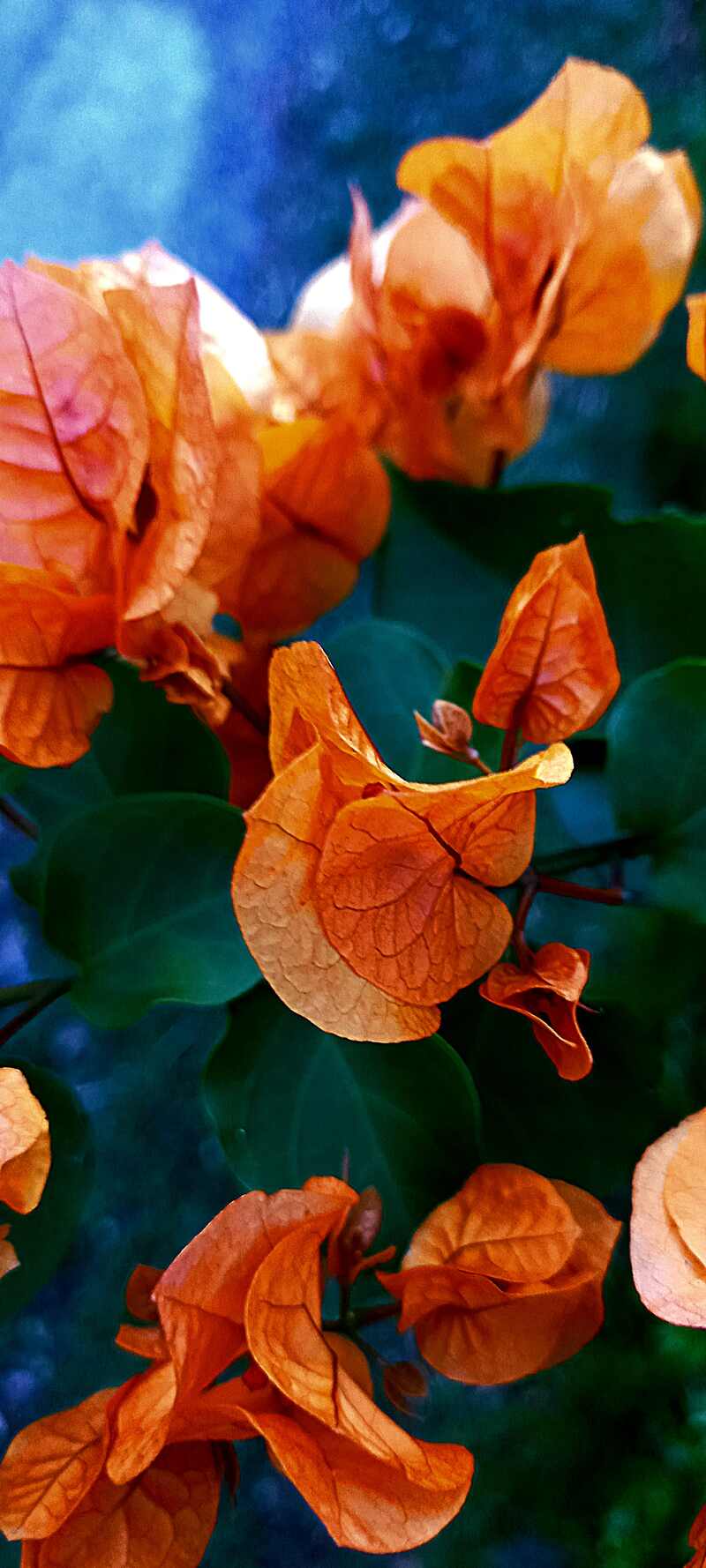 Thomas Garnier Personal Project Exhibition Bermuda Jan 2025_2