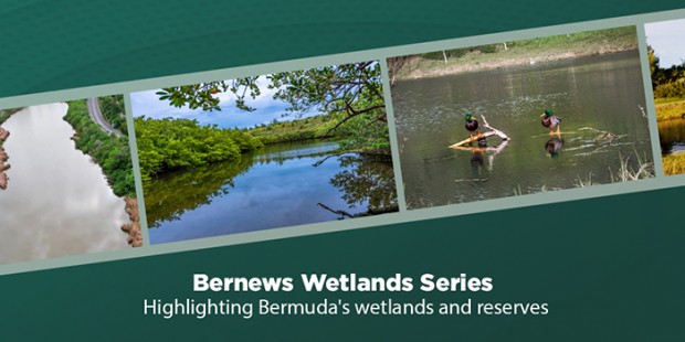 wetlands bermuda twfb