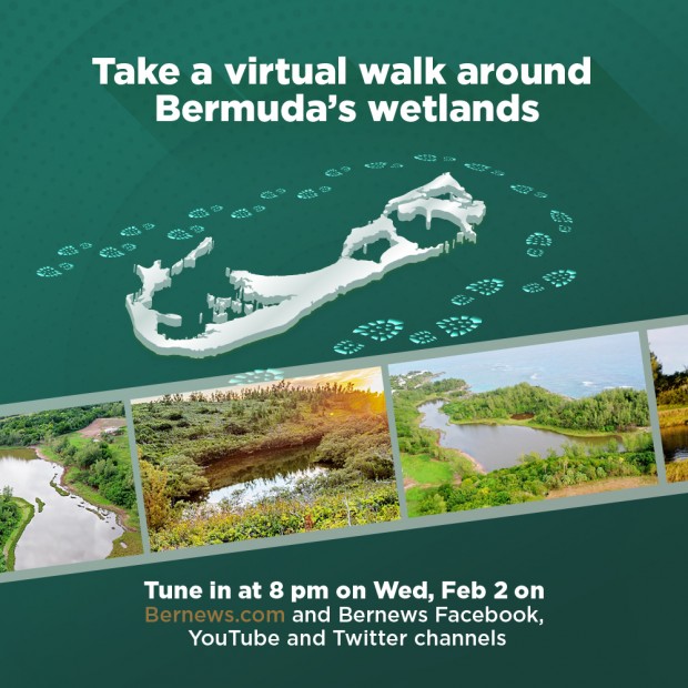 Virtual walk around Bermuda wetlands 2022