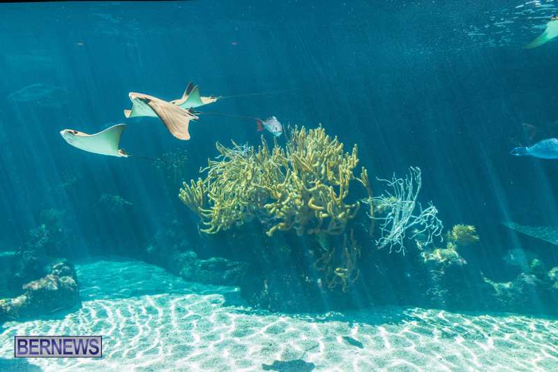 Lionfish Chowder Competition Bermuda March 2025 (2)