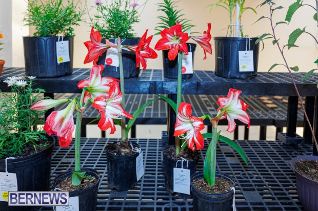 Agricultural Exhibition Bermuda April 25 2025 DF-12