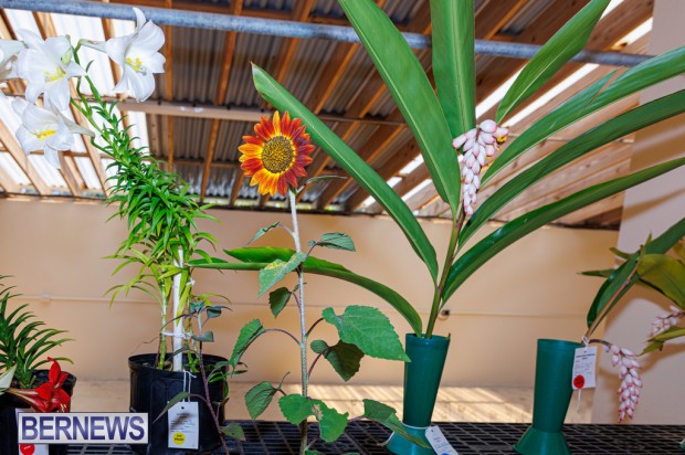 Agricultural Exhibition Bermuda April 25 2025 DF-13