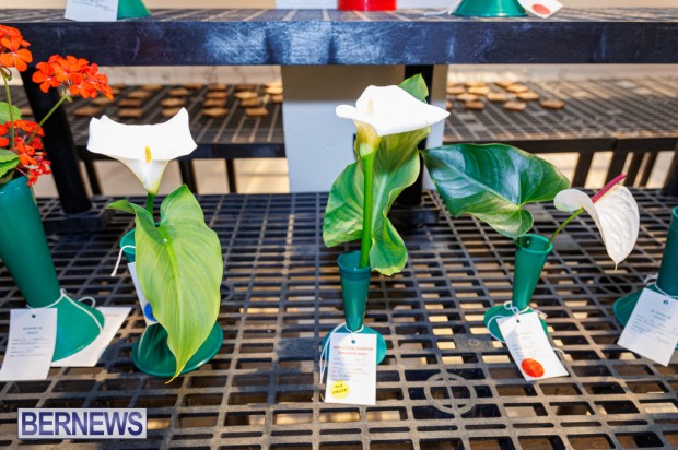 Agricultural Exhibition Bermuda April 25 2025 DF-14