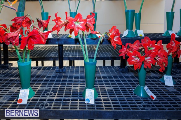 Agricultural Exhibition Bermuda April 25 2025 DF-15