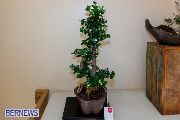 Agricultural Exhibition Bermuda April 25 2025 DF-17