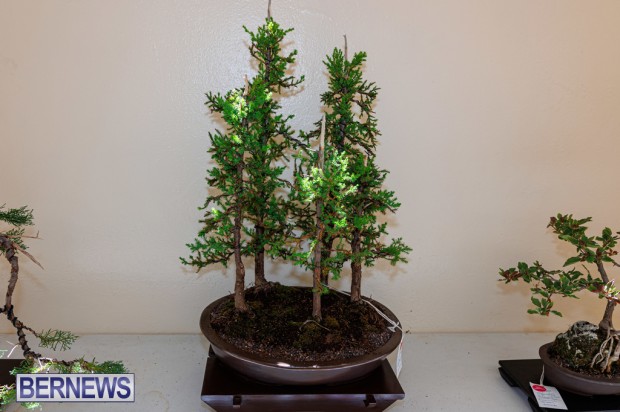 Agricultural Exhibition Bermuda April 25 2025 DF-19