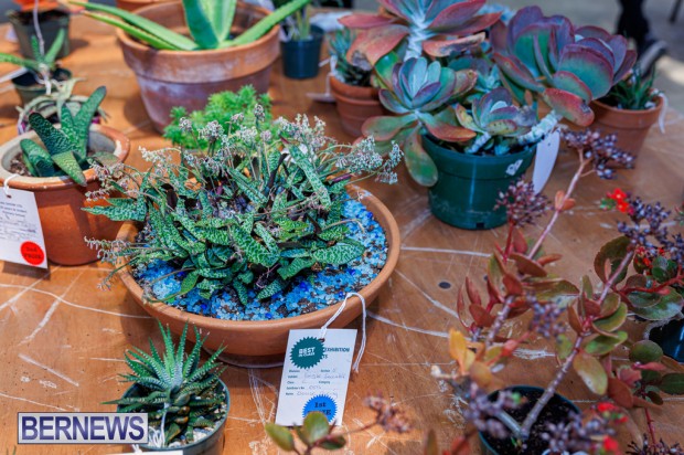 Agricultural Exhibition Bermuda April 25 2025 DF-20