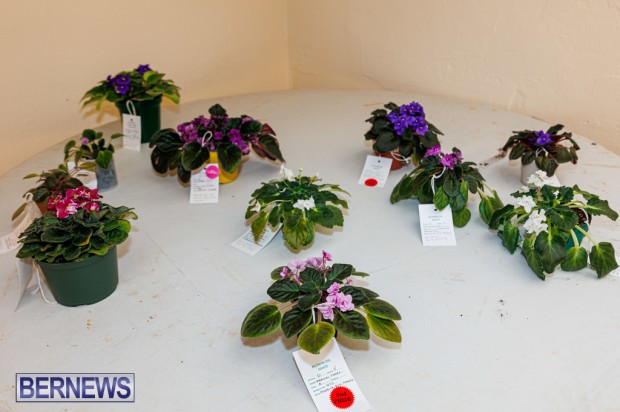 Agricultural Exhibition Bermuda April 25 2025 DF-22