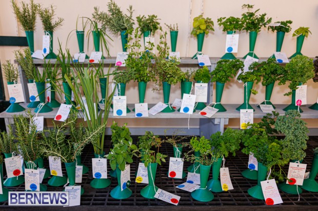 Agricultural Exhibition Bermuda April 25 2025 DF-44