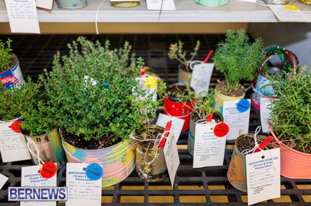 Agricultural Exhibition Bermuda April 25 2025 DF-50