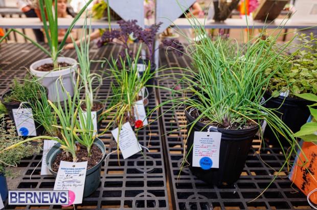 Agricultural Exhibition Bermuda April 25 2025 DF-52