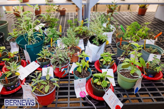 Agricultural Exhibition Bermuda April 25 2025 DF-53