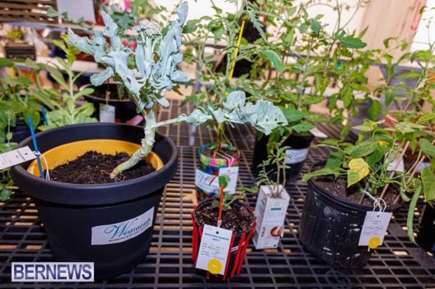 Agricultural Exhibition Bermuda April 25 2025 DF-54