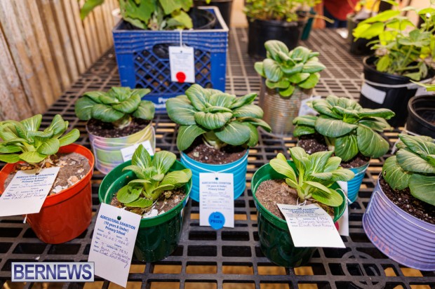 Agricultural Exhibition Bermuda April 25 2025 DF-55