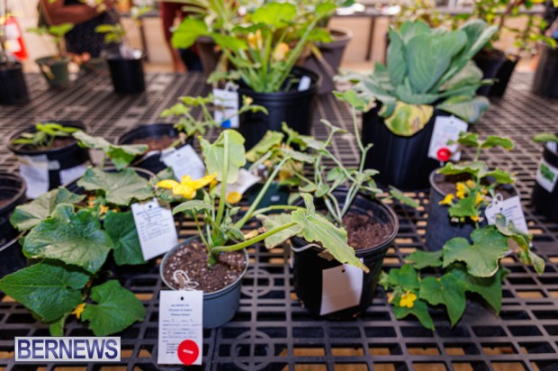 Agricultural Exhibition Bermuda April 25 2025 DF-56