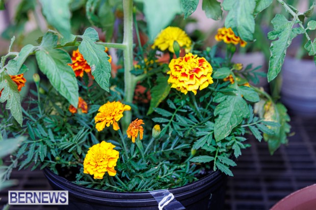 Agricultural Exhibition Bermuda April 25 2025 DF-59