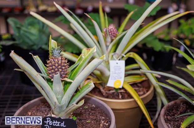 Agricultural Exhibition Bermuda April 25 2025 DF-60