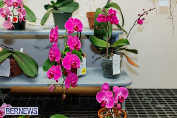 Agricultural Exhibition Bermuda April 25 2025 DF-62