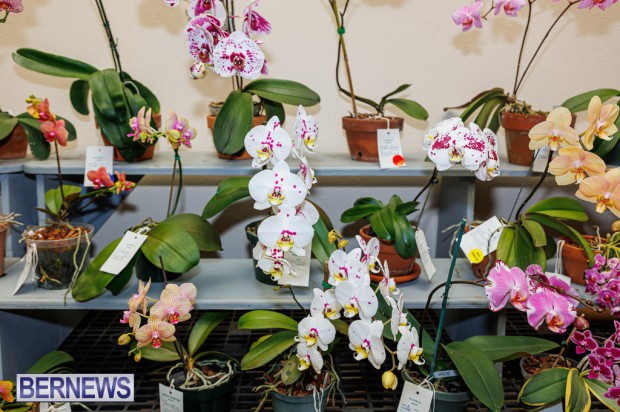 Agricultural Exhibition Bermuda April 25 2025 DF-63