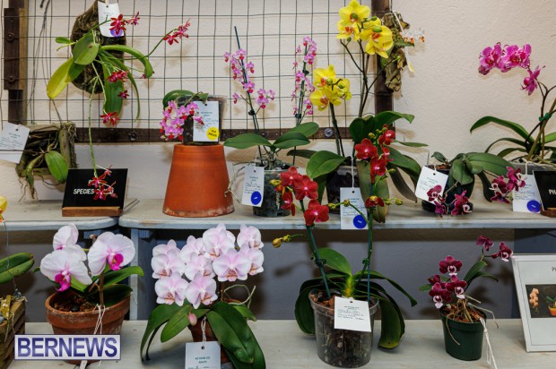 Agricultural Exhibition Bermuda April 25 2025 DF-64