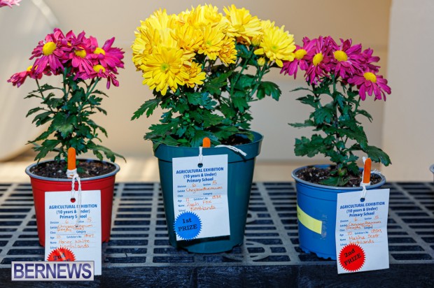 Agricultural Exhibition Bermuda April 25 2025 DF-9