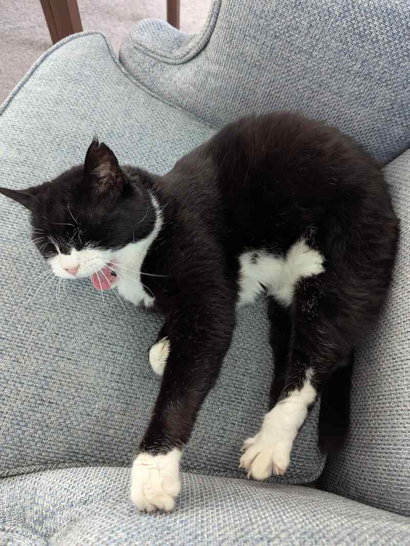 Governor’s Cat ‘Palmerston The Diplocat’ Dies