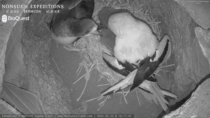 Jean-Pierre Rouja Cahow Nesting Season Bermuda April 2025 (1)