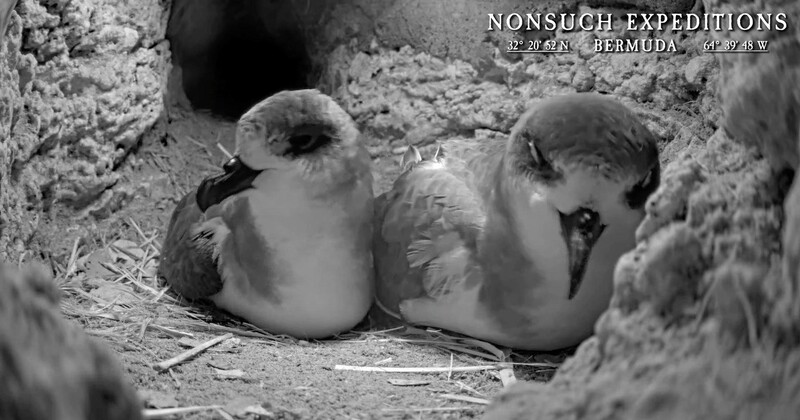Jean-Pierre Rouja Cahow Nesting Season Bermuda April 2025 (2)